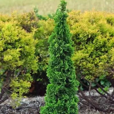 Туя СПИРАЛИС МИНИ западная в Минске