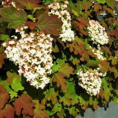 Гортензия БЛЭК ПОРШ дуболистная в Минске