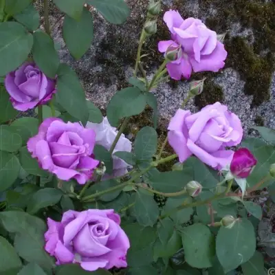 Роза СИЛЬВЕР СТАР чайно-гибридная в Минске