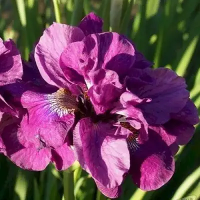 Ирис БАНДЛ ОВ ДЖОЙ сибирский в Минске