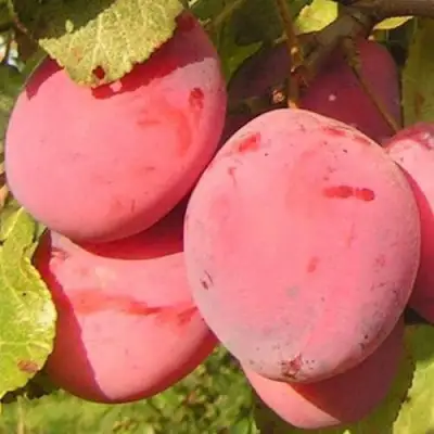 Слива ФАВОРИТЕ ДЕ СУЛТАНО в Минске