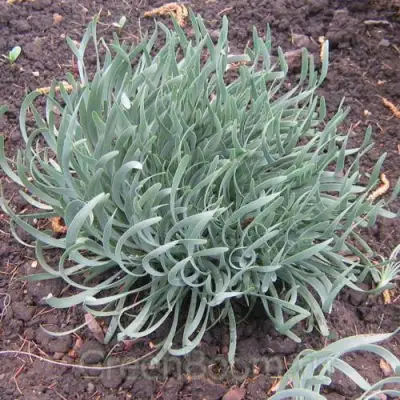 Лук СПИРАЛИС горный в Минске