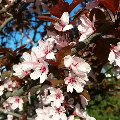 Слива ВУДИ растопыренная в Минске