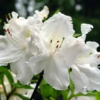 Азалия ОКСИДОЛ листопадная в Минске