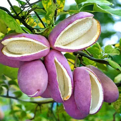 Акебия ПЯТЁРНАЯ  в Минске