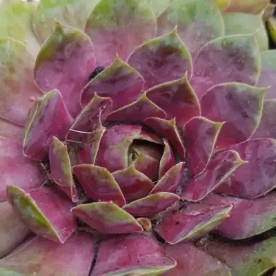 Молодило УФО в Минске