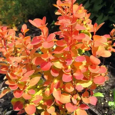 Барбарис ОРАНЖ ФАЙЕР тунберга в Минске