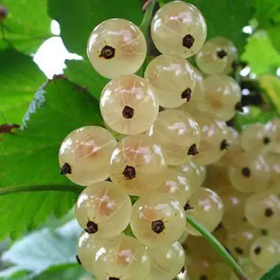 Смородина белая ЮТЕРБОРГСКАЯ в Минске