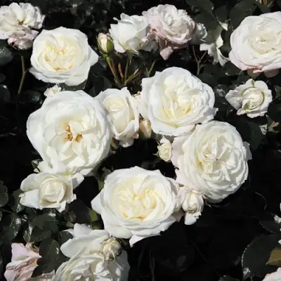 Роза АЛАБАСТЕР флорибунда в Минске