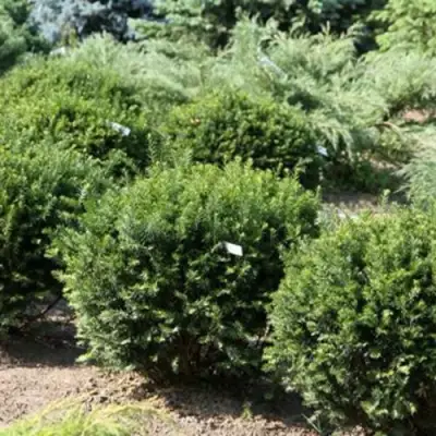 Тис НАНА остроконечный  в Минске