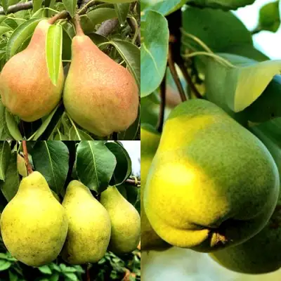 Комплект НАСТОЯЩИЙ ВОСТОРГ в Минске