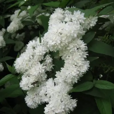 Дейция КАНДИДИССИМА шершавая в Минске