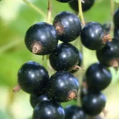 Смородина черная СТРЕЛЕЦ в Минске