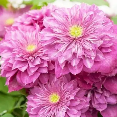 Клематис КАЙЗЕР в Минске