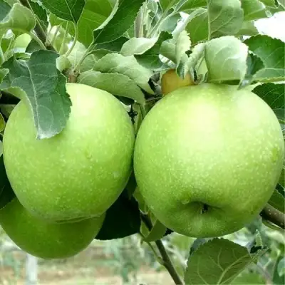 Яблоня РЕНЕТ СИМИРЕНКО в Минске