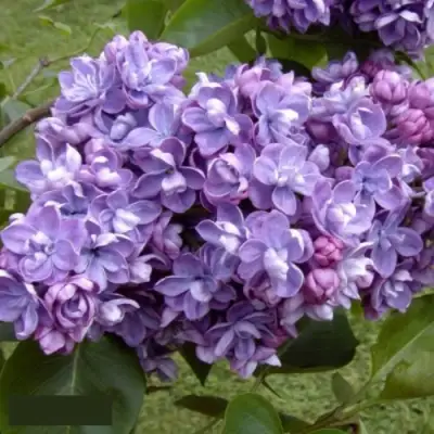 Сирень АМИ ШОТТ в Минске