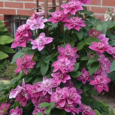 Клематис МАЙ ДАРЛИНГ  в Минске