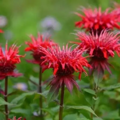 Монарда ПАНОРАМА РЕД в Минске