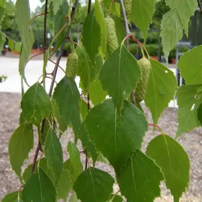 Береза ФАСЦИНЕЙШЕН белая  в Минске