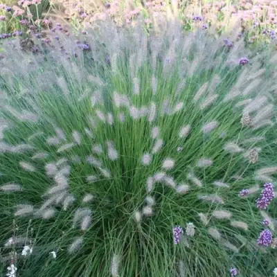 Пеннисетум ХАМЕЛН в Минске