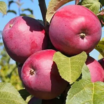 Яблоня ЗОРКА в Минске