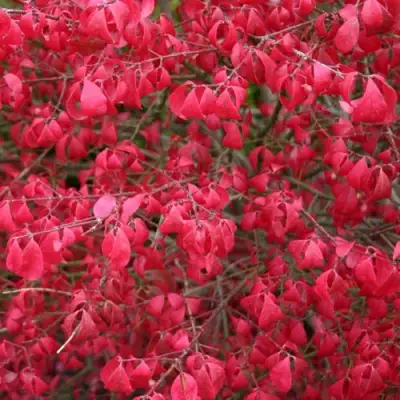 Бересклет КОМПАКТУС  в Минске