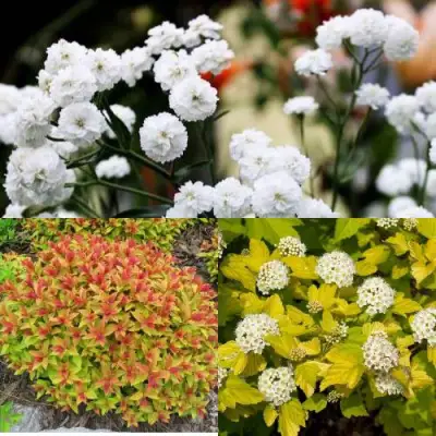 Комплект СОЛНЕЧНЫЙ МИКС в Минске