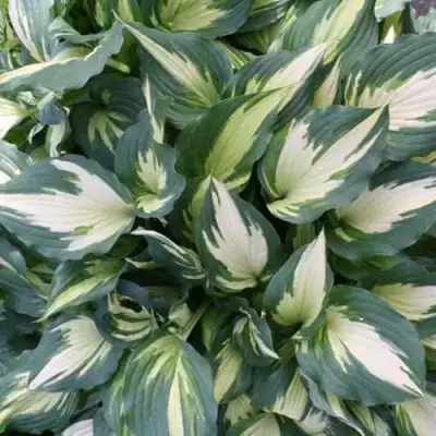 Хоста КРИСМАС КЭНДИ гибридная в Минске