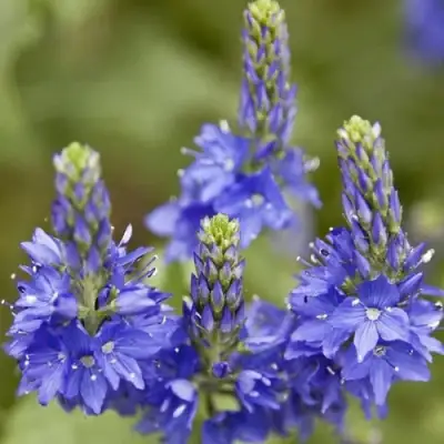 Вероника австрийская в Минске