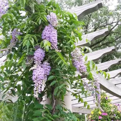 Глициния макростахия БЛЮ МУН в Минске