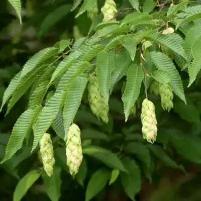Граб японский в Минске