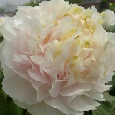 Пион ЗОЛОТОЙ ИЗУМРУД древовидный в Минске