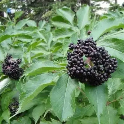 Бузина черная КЛАДЗЕЗЬ в Минске