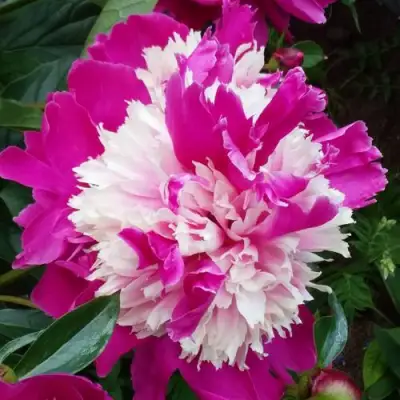 Пион КАПЛЯ РОСЫ травянистый в Минске