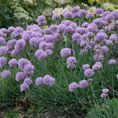 Лук ЛИЗА БЛЮ стареющий в Минске