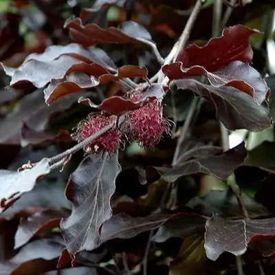 Бук лесной АТРОПУНИЦЕА в Минске