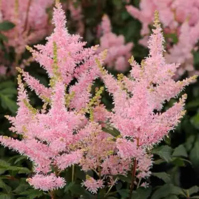 Астильба ЮНИК САЛМОН гибридная в Минске