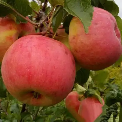 Яблоня БОЛОТОВСКОЕ в Минске