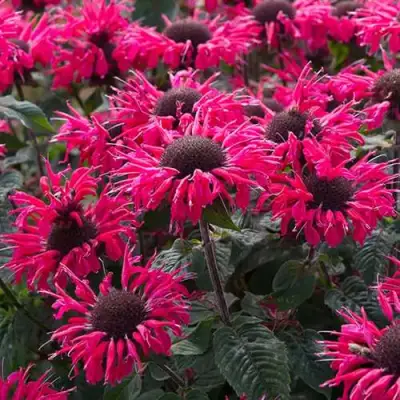 Монарда БИ МЭРИ гибридная в Минске