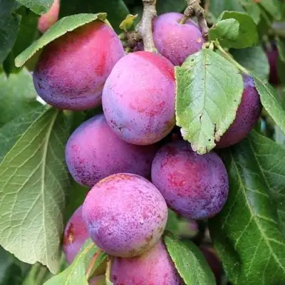 Слива БЛЮ СВИТ колонновидная в Минске