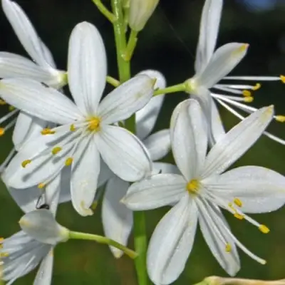 Венечник ветвистый в Минске