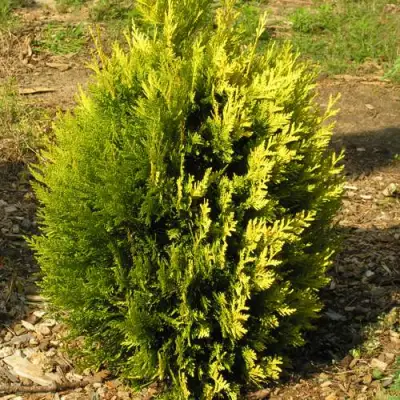 Туя КОППЕР ГОЛД западная в Минске