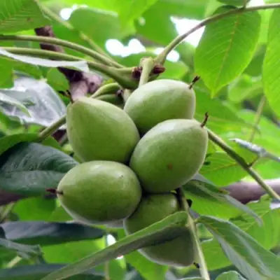 Орех маньчжурский МИЧУРИНЕЦ в Минске