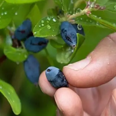 Жимолость съедобная АМФОРА в Минске