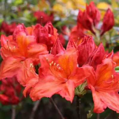 Азалия ЛИЛИНШТЕЙН японская в Минске