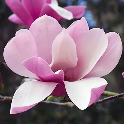 Магнолия РИККИ в Минске