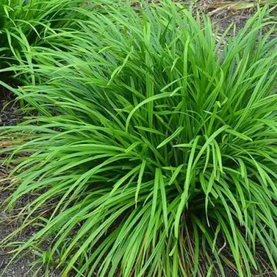 Осока АЙРИШ ГРИН в Минске