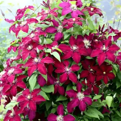 Клематис МАЗОВШЕ в Минске