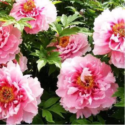 Пион СЕРЕБРИСТЫЙ РУЧЕЙ древовидный в Минске