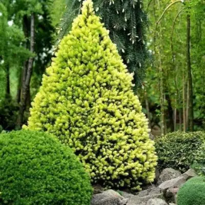 Ель РЕЙНБОУЗ ЭНД сизая в Минске